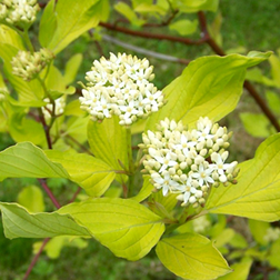    Cornus alba Aurea